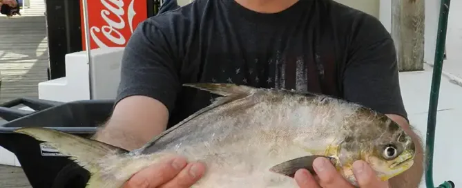 Pompano