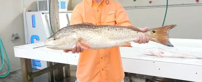 redfish