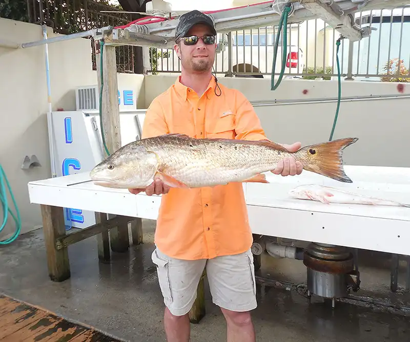 redfish