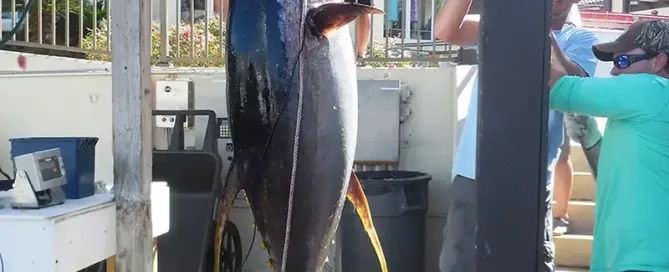 yellowfin tuna