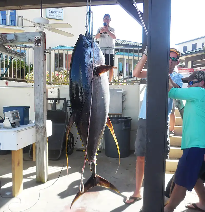 yellowfin tuna