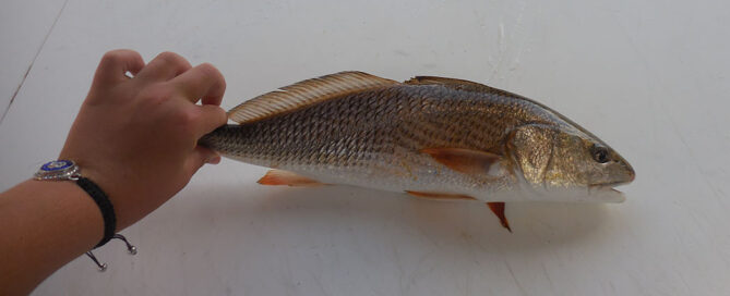 redfish