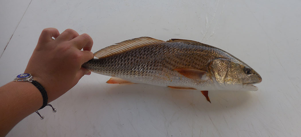 redfish