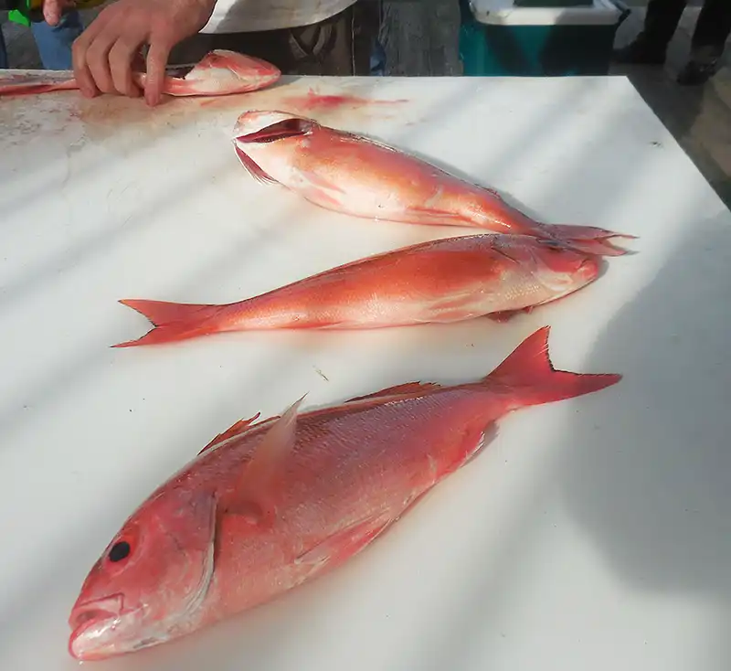 vermillion snapper