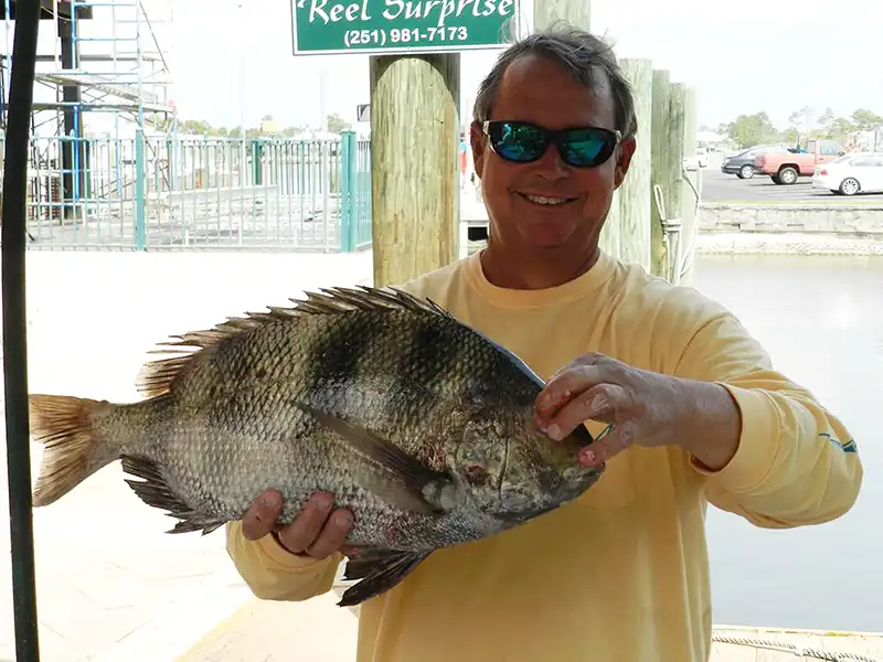 Inshore sheepshead