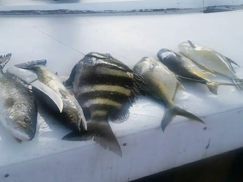 Pompano Sheepshead